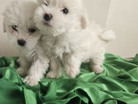 Teacup maltese köpekler