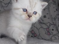 Sıcakkanlı, Oyuncu ve Sevecen Scottish Fold