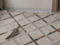 2 buçuk yaşında garanti bakıcı grey takım sultan