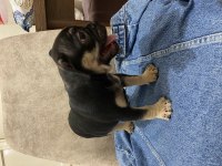 French bulldog bebekler
