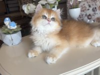 British Longhair Golden Ny12 Mükemmel Erkek
