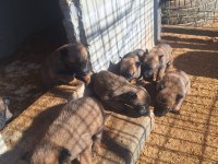 Belçika Kurdu (Malinois) Yavruları Sahiplendirilecektir