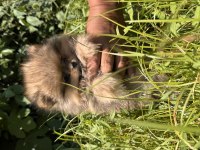 Sevimli ayı surat pomeranian boo