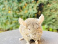 Açık Bej (Light Tan) Çinçila / Chinchilla