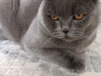11 aylık scottish fold