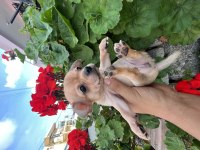 Çiçek gibi yavrular chihuahua