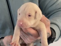 ALBİNO DOBERMAN YAVRULARIMIZ ALMANYADAN İTHAL ÜST KALİTE