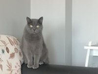 British shorthair 1.5 yaşında aşıları tam kedimiz ücretsiz