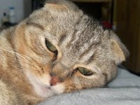 Scottish fold erkek