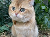 Erkek kedi eş ilanı