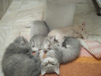 British shorthair silver kedilerimiz sizleri bekliyor