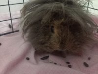 3 Yavru (3 aylık) ve 1 Hamile Ginepig (8 aylık) + Kafes