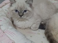 A KALİTE BRİTİSH SHORTHAİR YAVRULAR