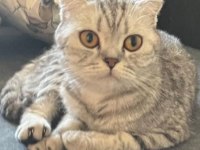 Güzel Kedimiz Jisoo Sahiplendirmek İstiyoruz