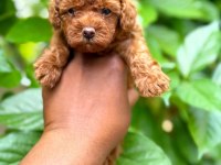 Toy Poodle Bebeklerimiz