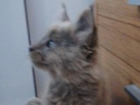 Anne Baba Şecereli Safkan Maine Coon Yavrular