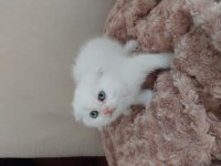 Güzel kızım yeni yuvasına gitmek için hazır scottish fold