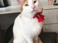 EVDEN ATILMIŞ KEDİCİĞE ACİL ÖMÜRLÜK YUVA ARIYORUZ!