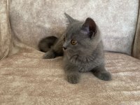 Kür rengi asil bebek british shorthair