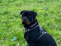 Safkan rottweiler