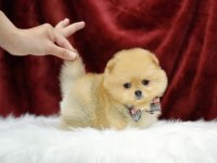 Show Kalite Ayı Surat Pomeranian Yavrular