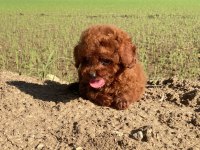 toy poodle kore kanı a kalite