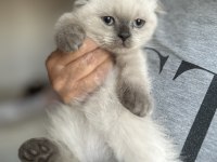 Blue point scottish fold yavrular