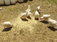 Tindet yumurtalar durumda ve ispeç horoz öter eşler dur