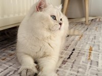 VETERINER HEKİMDEN BRİTİSH SHORTHAIR