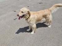Golden retriever kızımıza yuva arıyoruz
