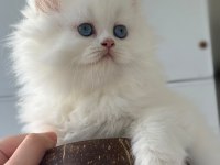 Mavi gözlü british longhair