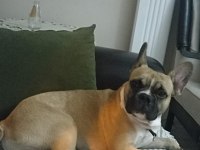 KÖPEĞİMİZ ODİNE YENİ YUVA
