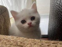 Acil Uygun Puanlı Dişi British Shorthair Yavru