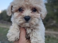 Anne altından maltipoo yavrular