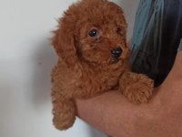 Toy poodle erkek yavrularım