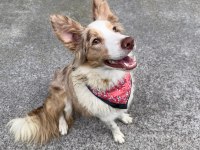 Kahve beyaz Fcı kıf şecereli 6 aylık erkek mikroçipli collie