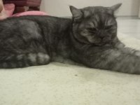 British shorthair kediler