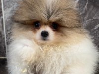 Pomeranian sevgililer gününe özel kampanya