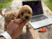 AŞILI WC EĞİTİMLİ PREMIUM MALTİPO