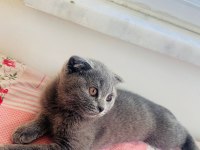 Minik Scottish Fold Prenses