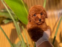 Toy Poodle Bebeklerimiz Referans Yavru