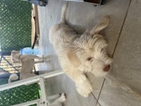 Terierkır ası köpeklerimi sahiplendiriyorum ücretsiz