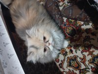İran kedisi chinchilla