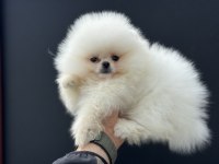 Show Kalite Pomeranian Yavrular Petmod Den