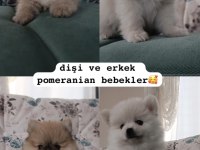 Dişi ve Erkek pomeranian bebişler