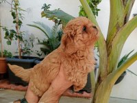 Maltipoo Yavrular