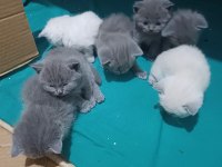 2 aylık yavru scottish fold kedimiz
