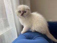 Bebek Yüz Scottish Fold Blue Point yavrularımız A kalite