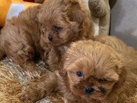 Wc eğitimli aşılı karneli maltipoo yavrularımız
