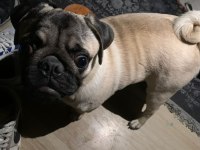 7 AYLIK TUVALET EĞİTİMLİ PUG